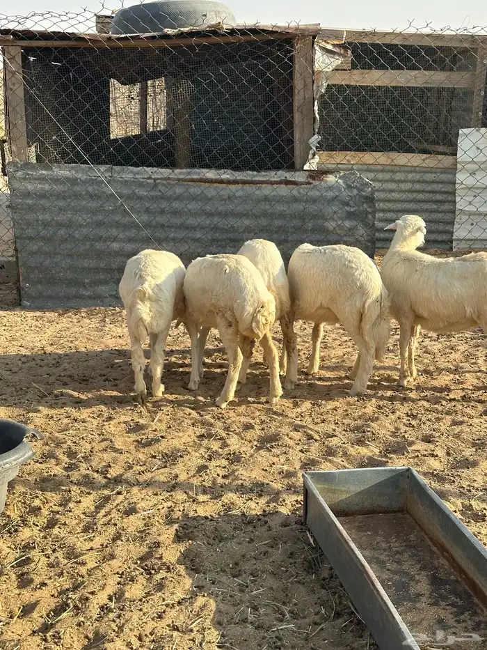 للبيع هرافا طيبه 1