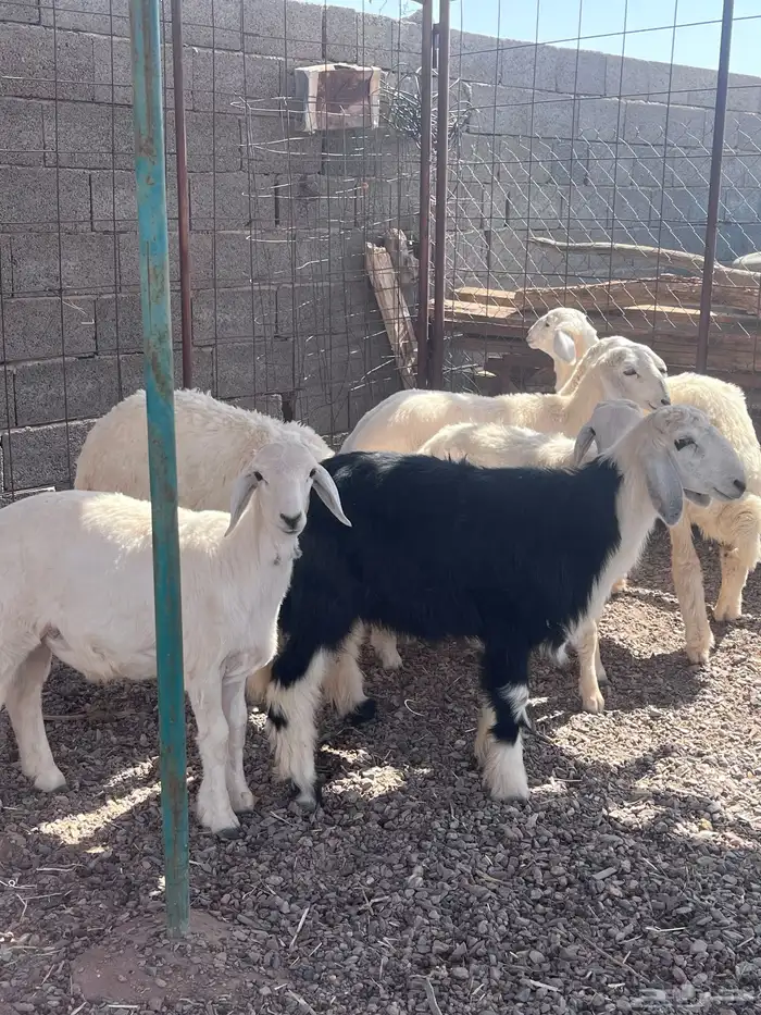 للبيع ذبايح طيبه 3