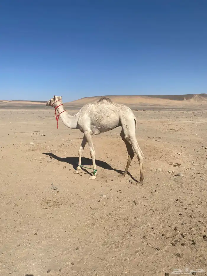 للبيع قعود حق الاب سياف الخضري الام مهجنه 1