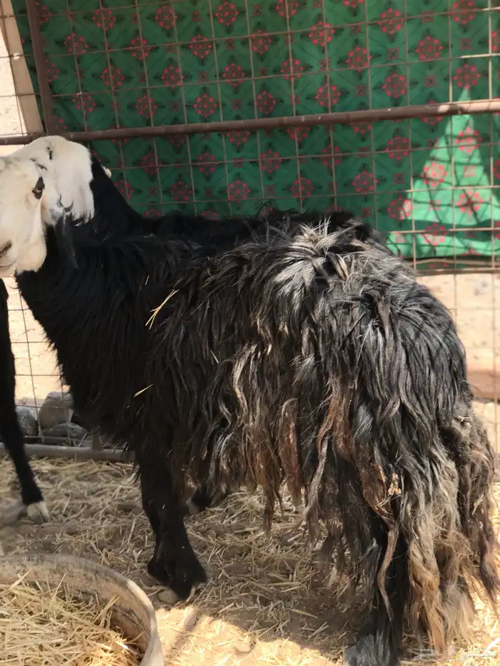 نعجه نجديه مضرع 0
