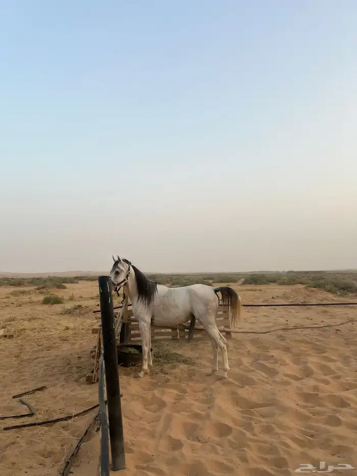حصان واهو شيخ 0