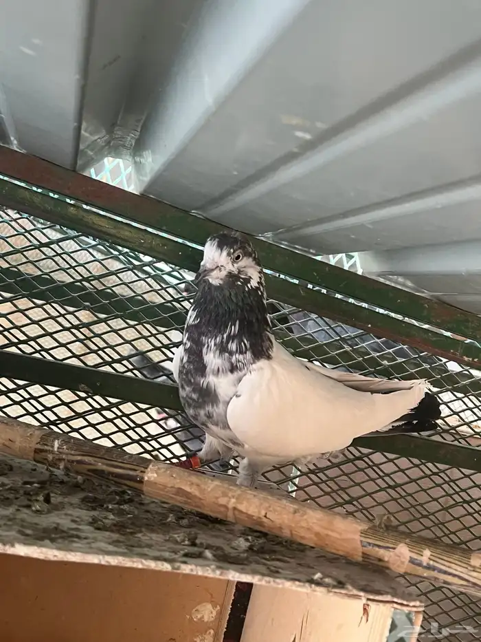 جوزين قطايف وجوز باكستاني 6