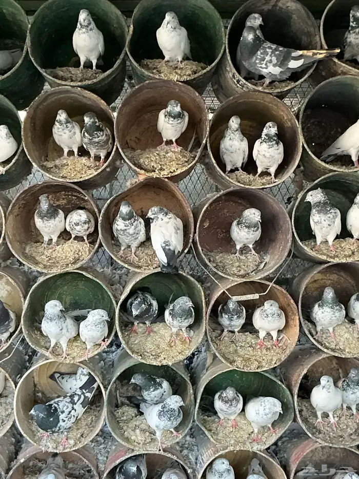 حمام باكستاني للبيع 9