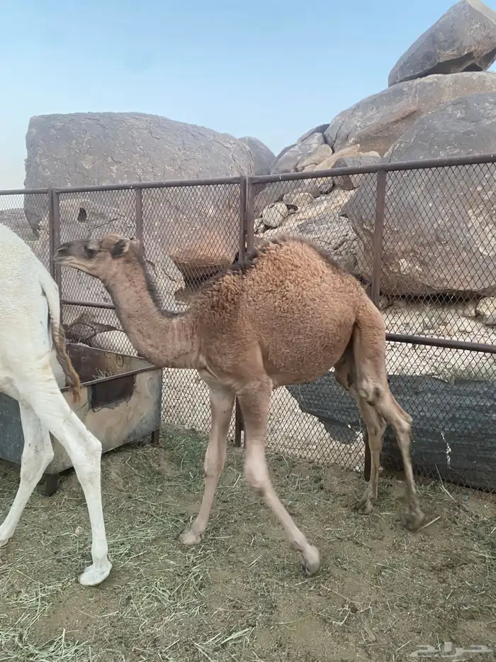 قعود للبيع 9