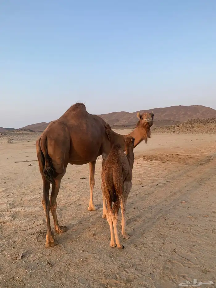 ناقه خلفه مصقر حمرا 0