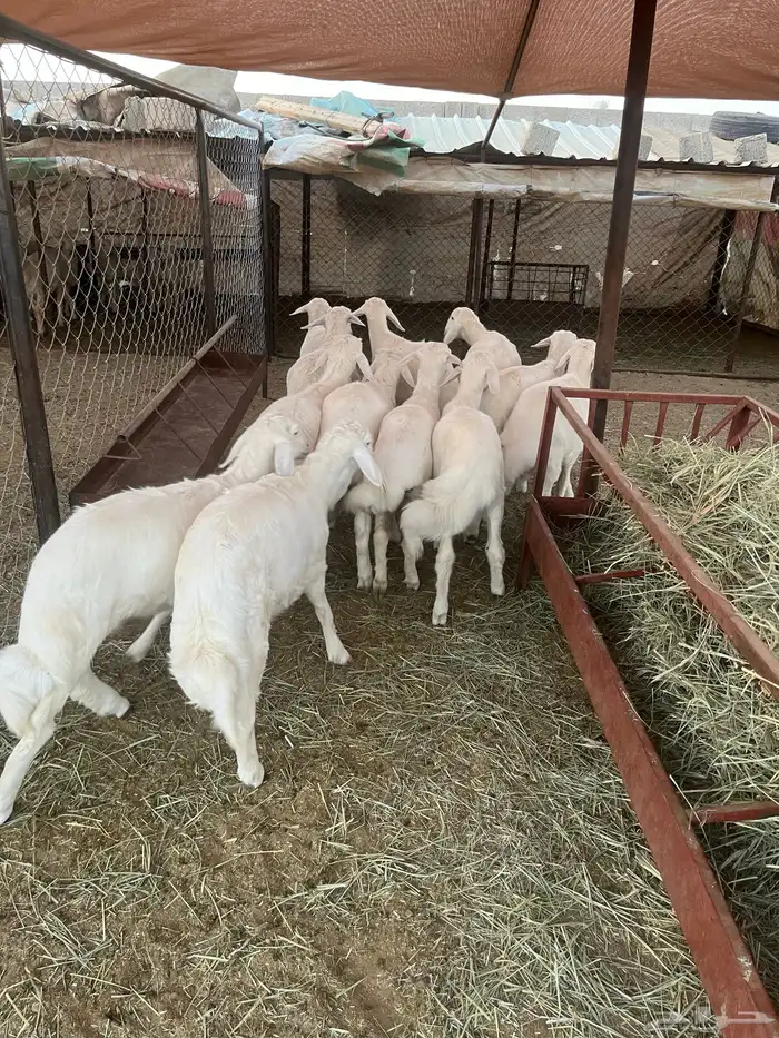 بهم أعمار 4 شهور 1