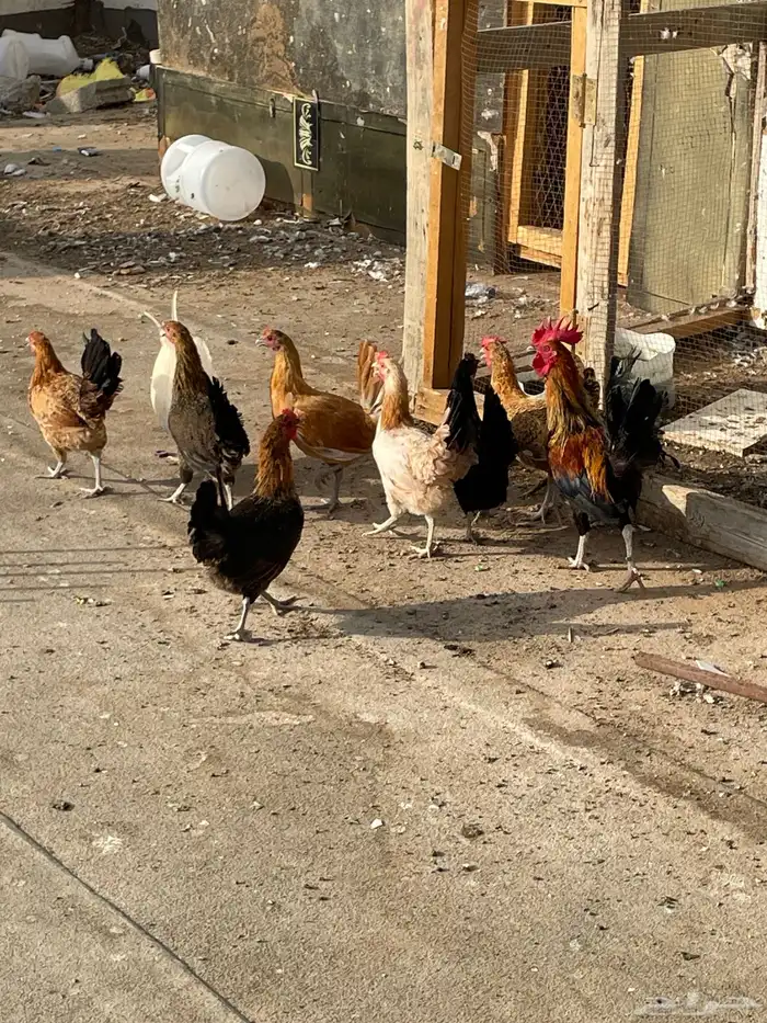 دجاج بلدي 0