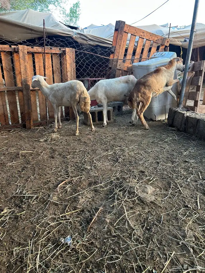 ثلاث رخيل جدعات 3