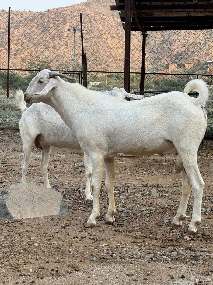تيس صنف 3