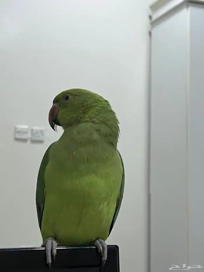 ببغاء درة 1