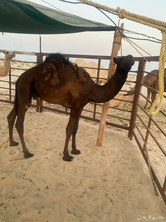 قعود مجهم للبيع 2