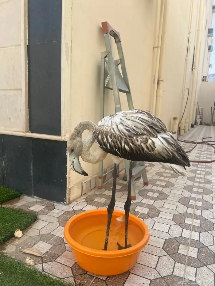 طير فلامنجو للبيع سنه صغير 1