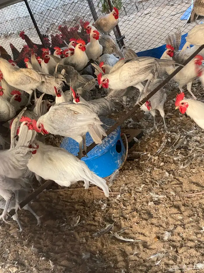 دجاج وديوك فيومي المنيوم سلالة صافيه ( جملة وتفريد) 9