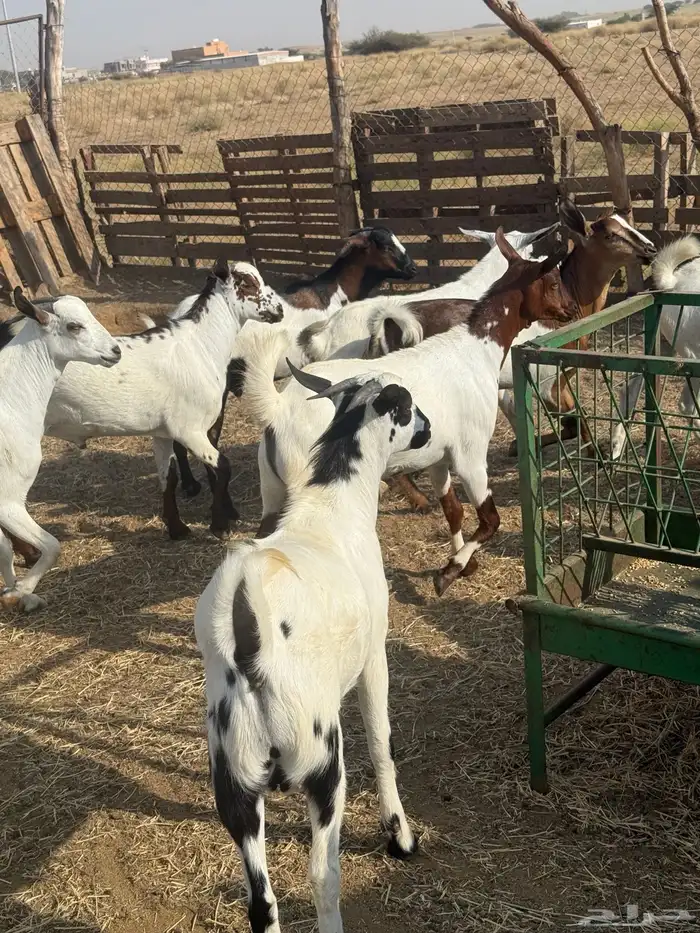 تيوس مرباه للبيع 3