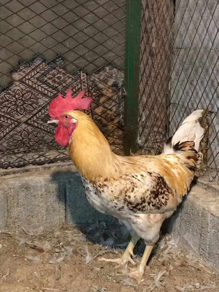 دياكه بيور لوهمان ألماني اصل 0