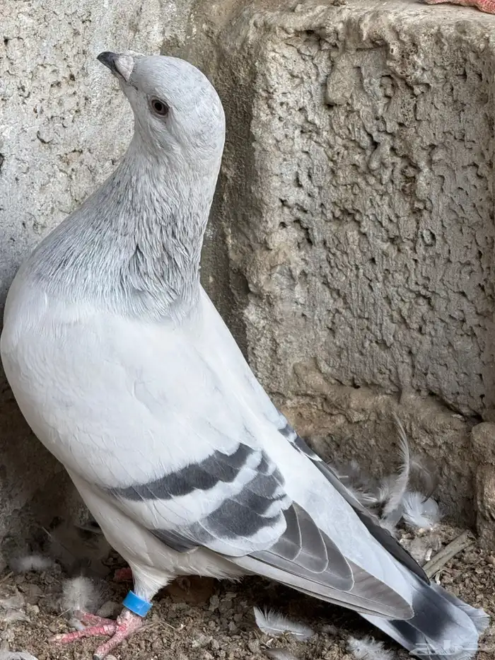 زاجل ايس 2