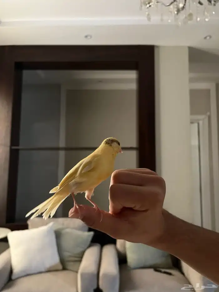 كناري ليموني تغريد حريقه 0