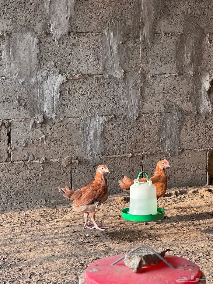 فروخ دجاج فرنسي 3