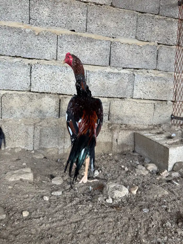 زوج سندي 2