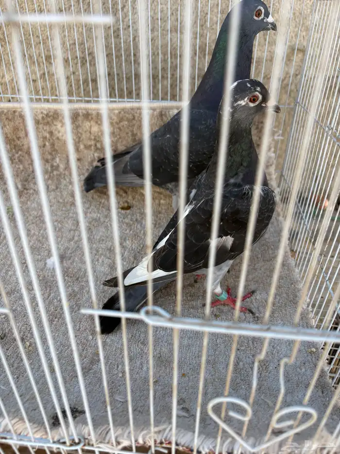 للبيع جوزين حمام 7
