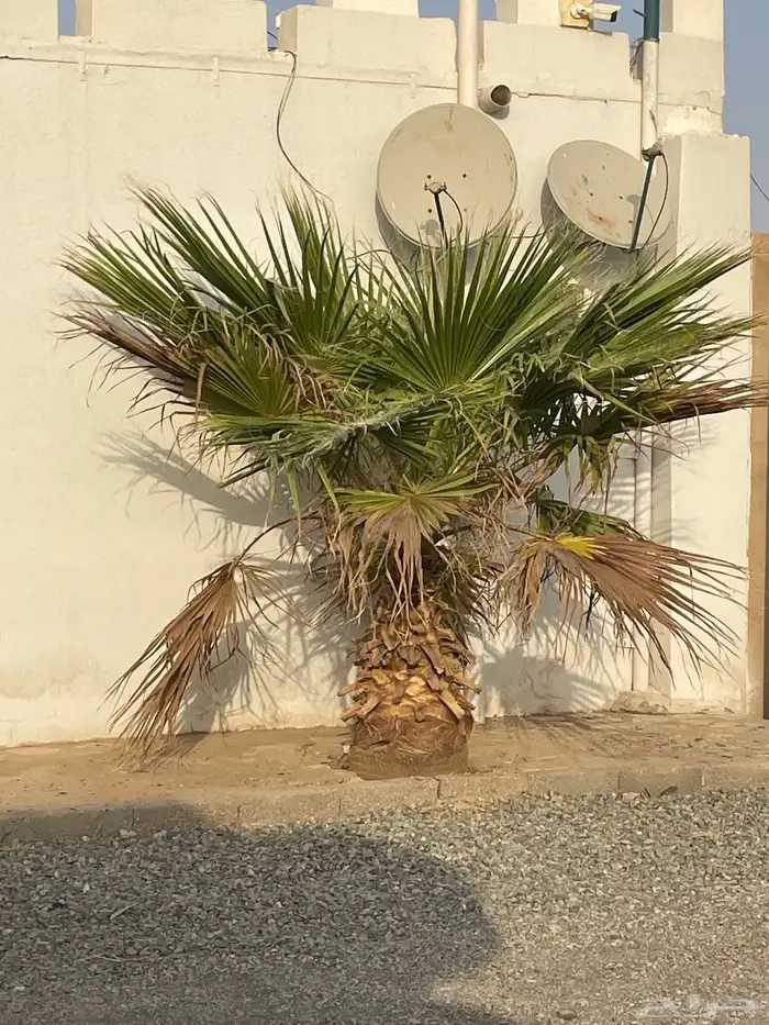 نخل أمريكي للبيع 2