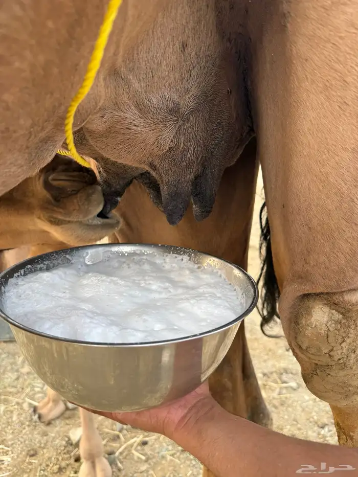خلفة حمرا تحتها قعود 9