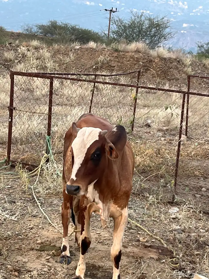 ثور للبيع العمر سنتين 3