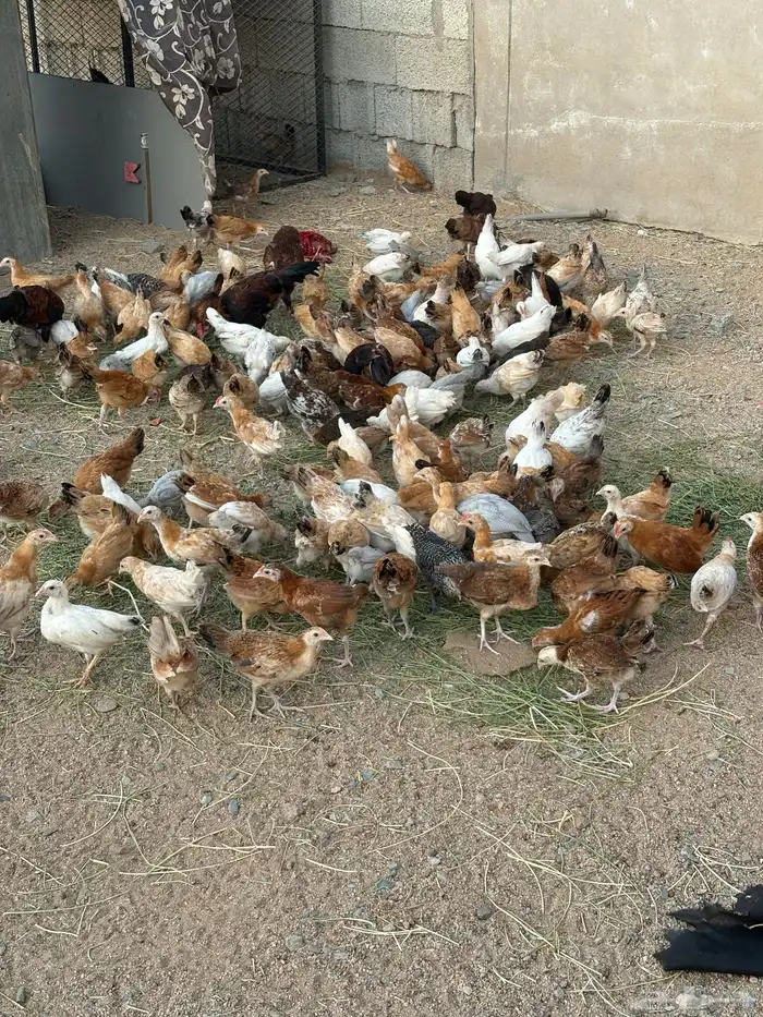 فروخ دجاج 11