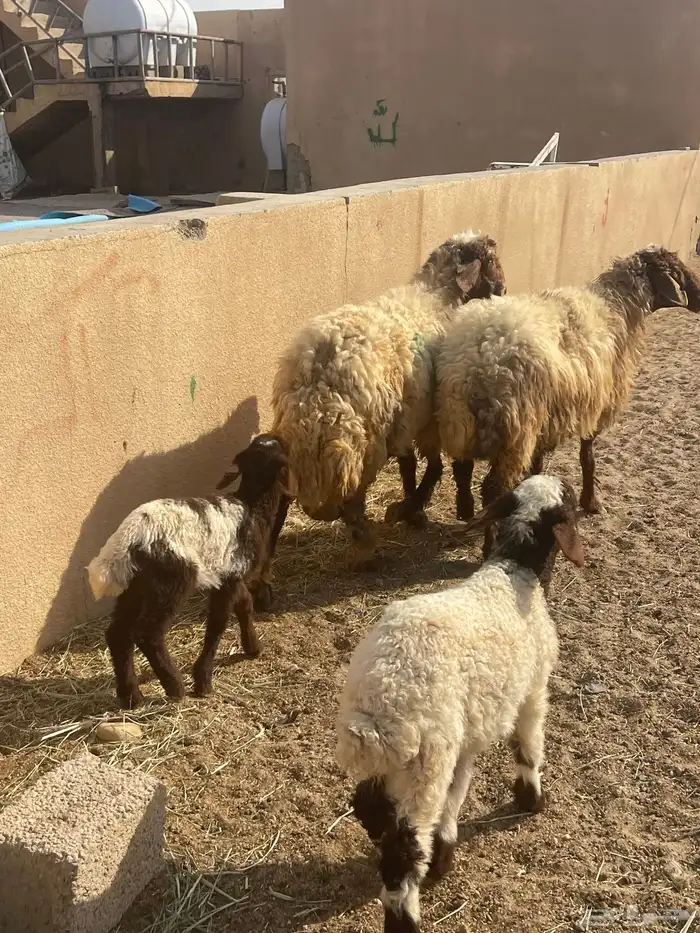 مطافيل نعيم رغث متابيع 0
