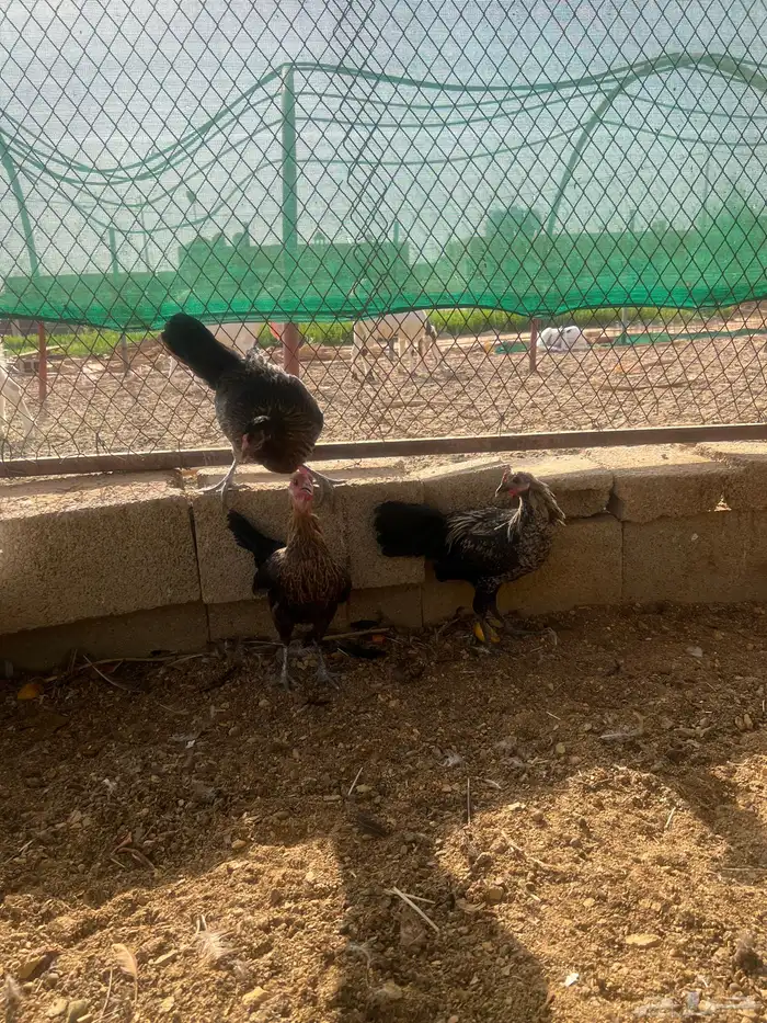 دجاج بلدي 3