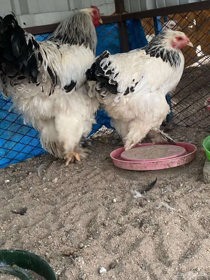 طقم كولومبي 1