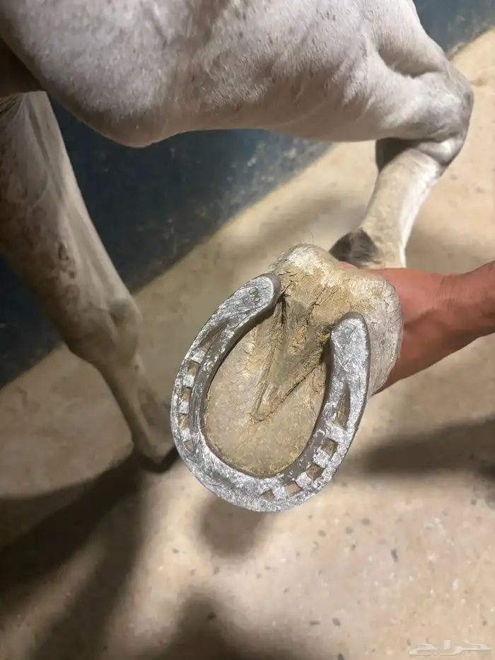 الخيل شعبي شيخخ 4