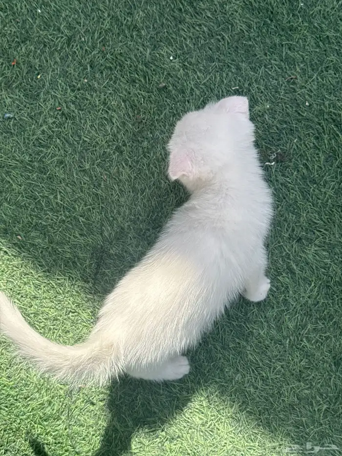 قطط اسكوتش صغيرة للبيع 2