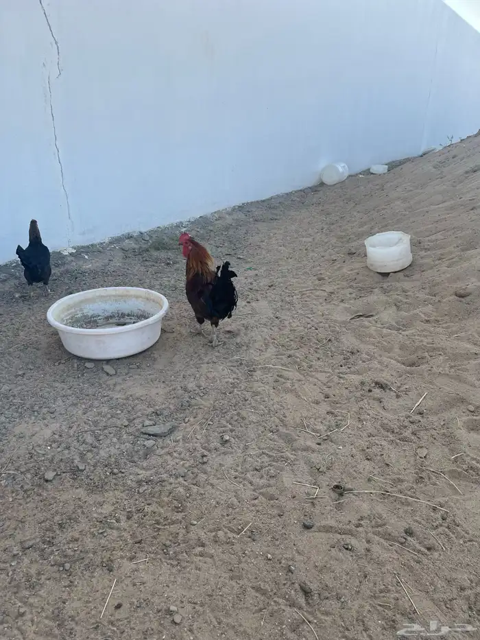 ديك كفو بآذان ويا قصع على الشرط 2