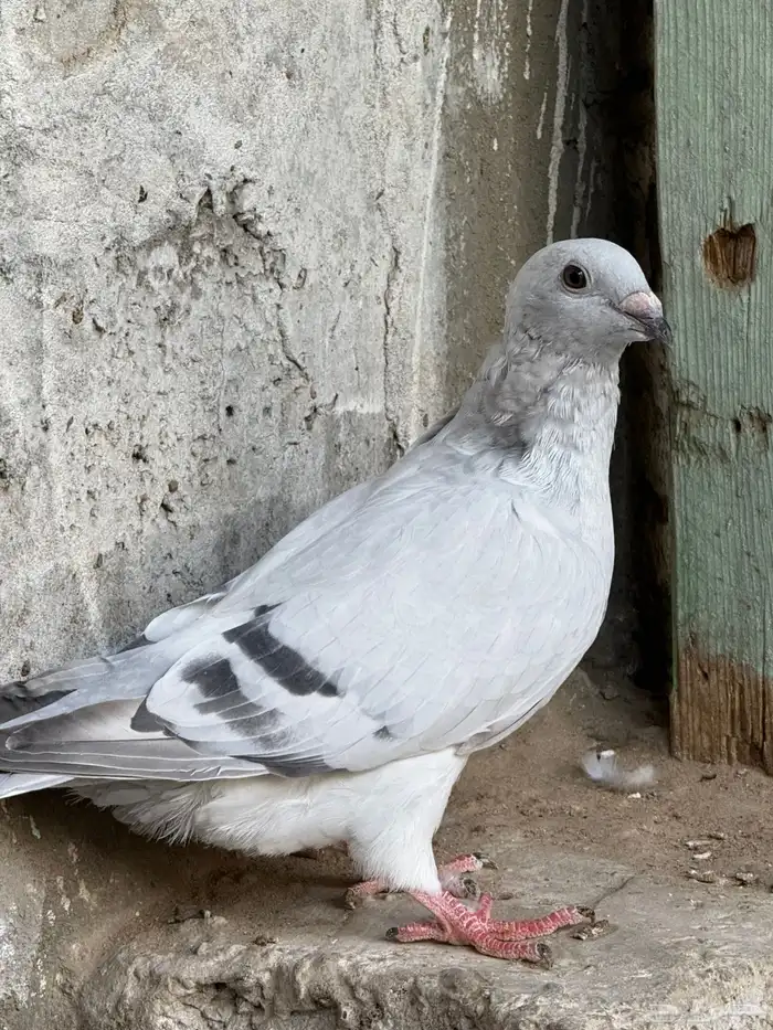 زاجل ايس 0