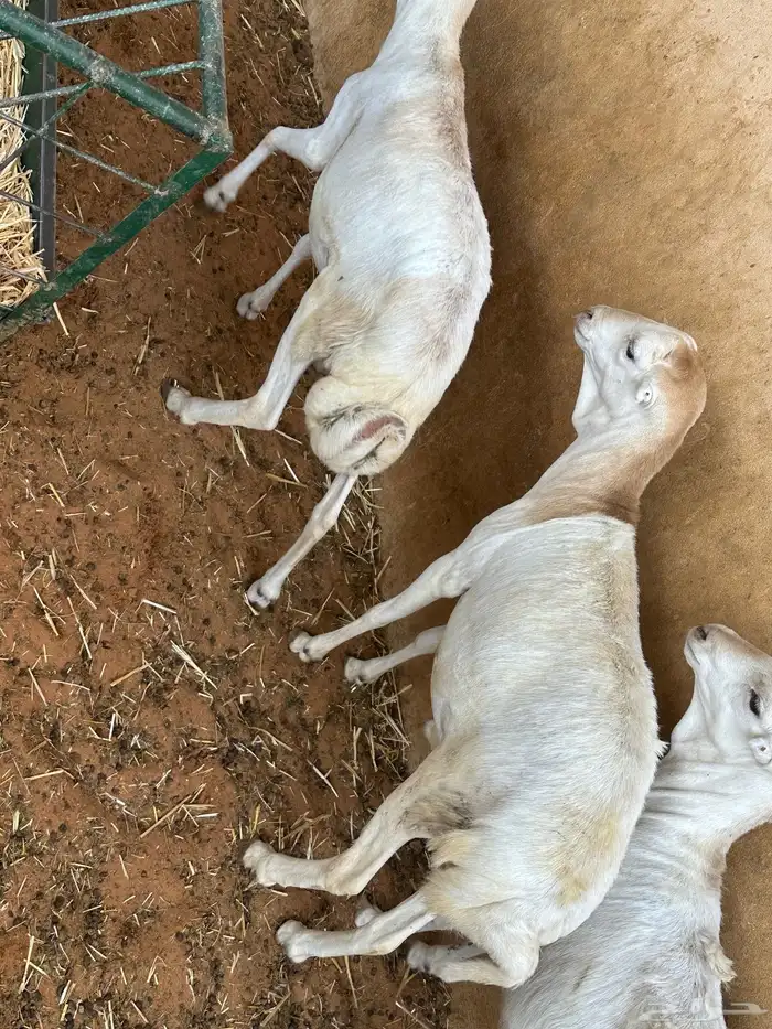 طليان رفيديات 5