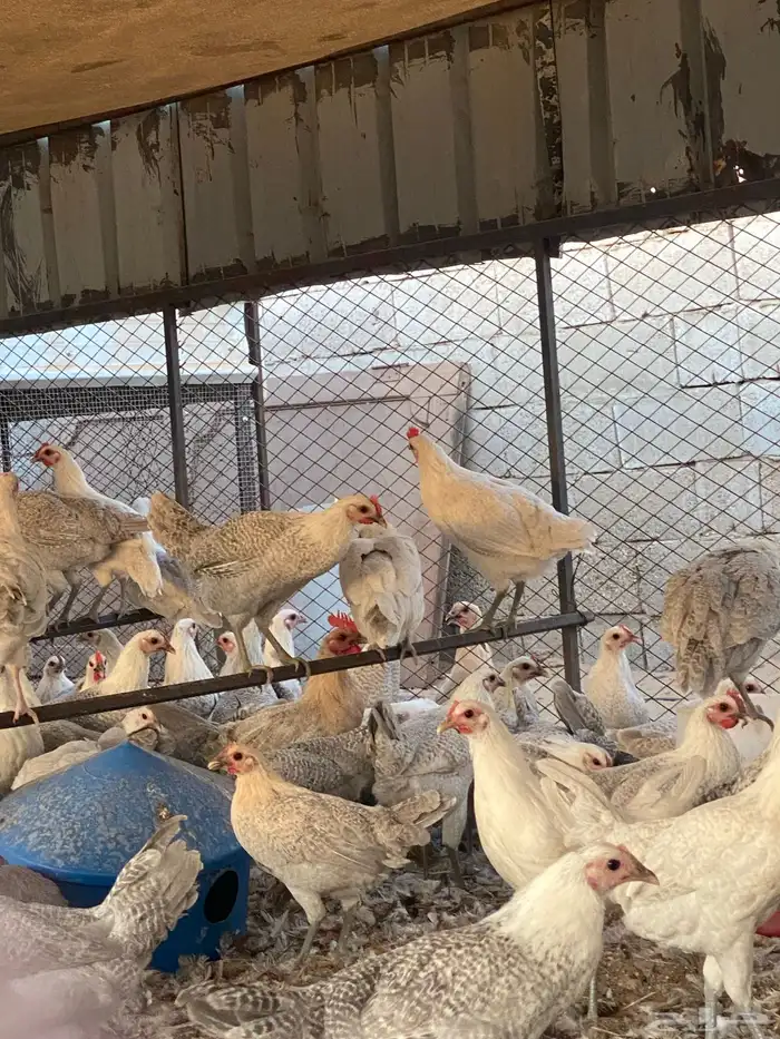 دجاج وديوك فيومي المنيوم سلالة صافيه ( جملة وتفريد) 14