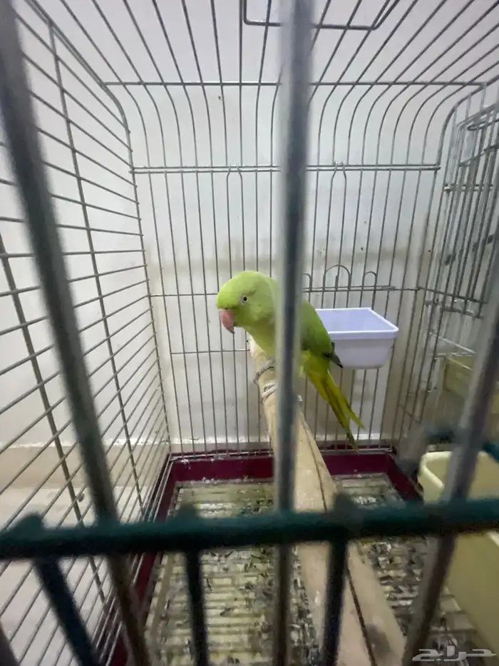 دره ذكر وأنثى 0