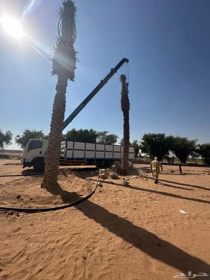 نخل للبيع توريد جميع المقاسات 3