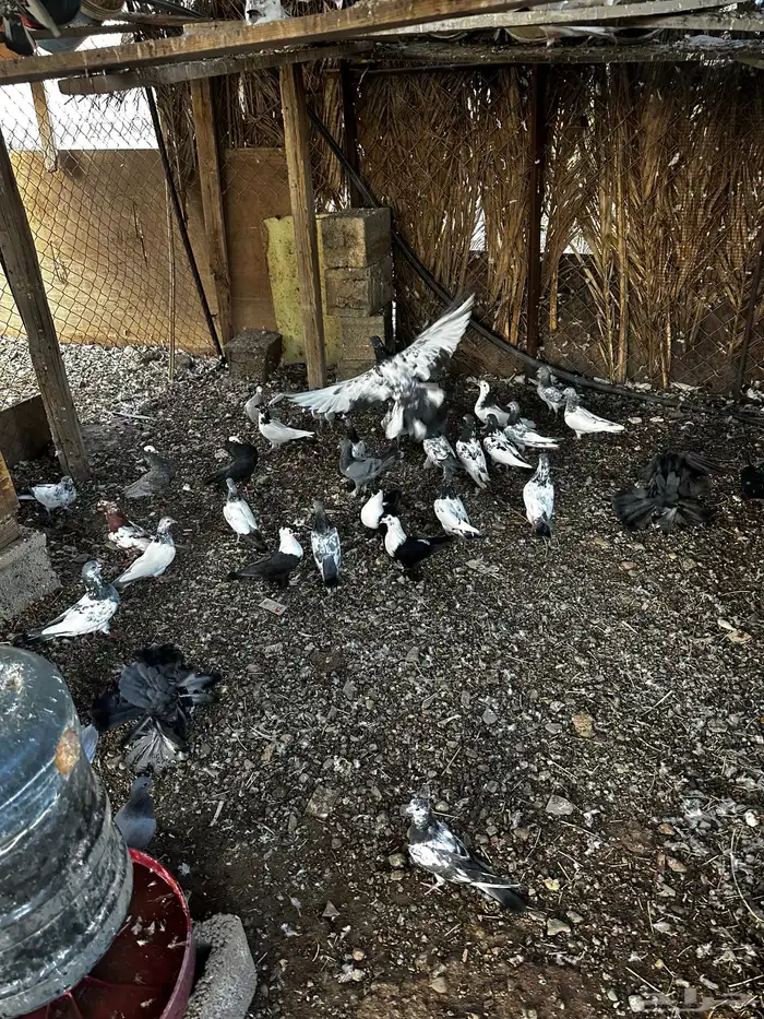 عشه حمام باكستاني للبيع فواخر الباكستاني 2