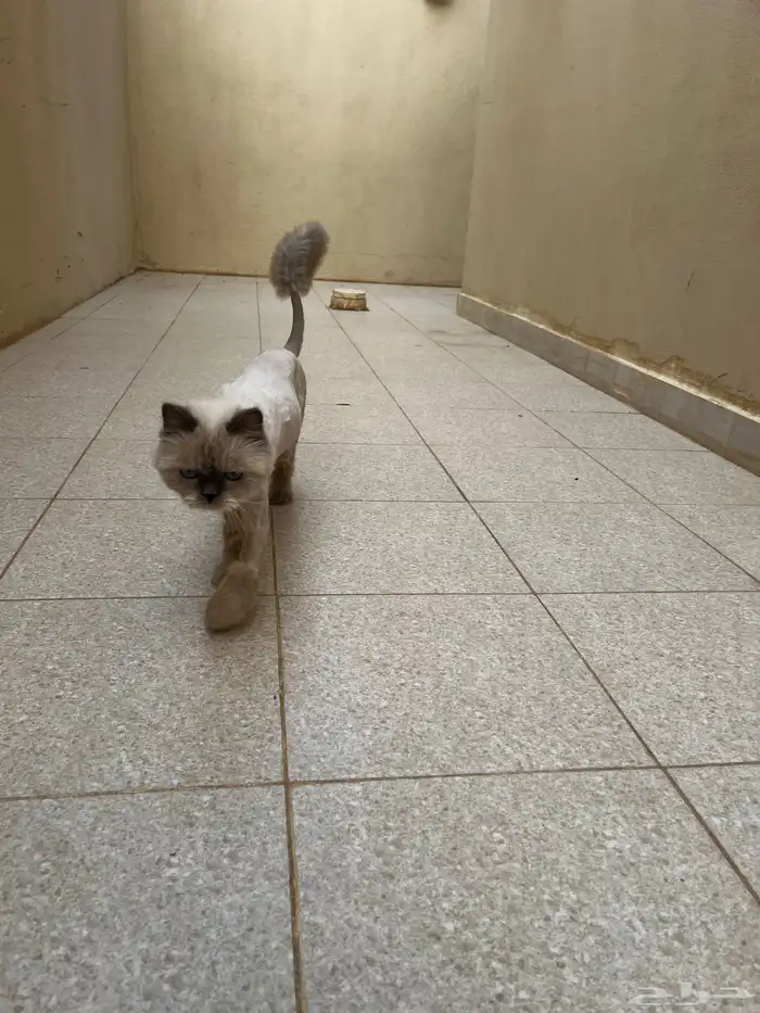 بسة 1