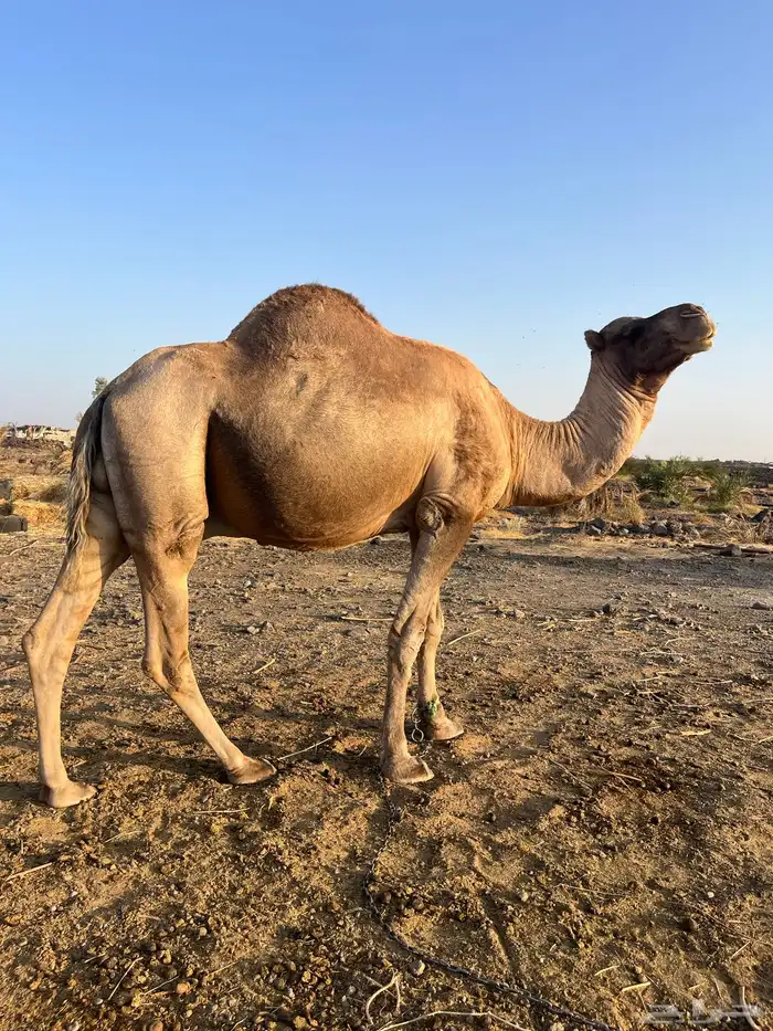 للبيع جمل طيب ومشروط 8