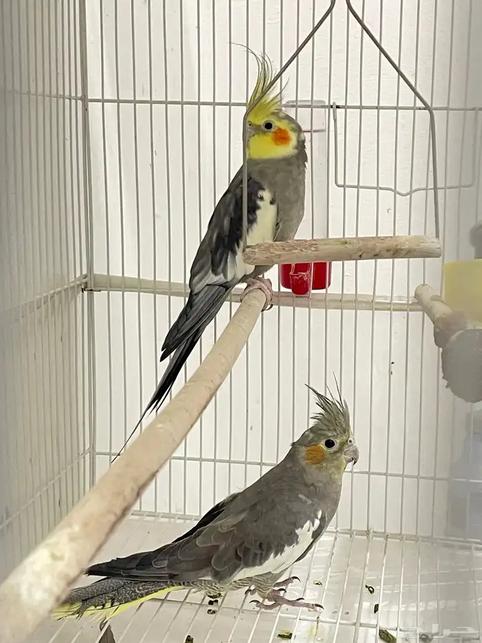 للبيع جواز كروان 2