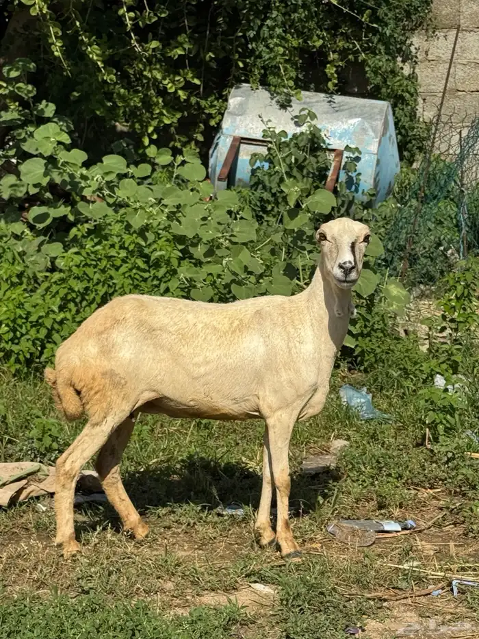 نعجه طيبه 1