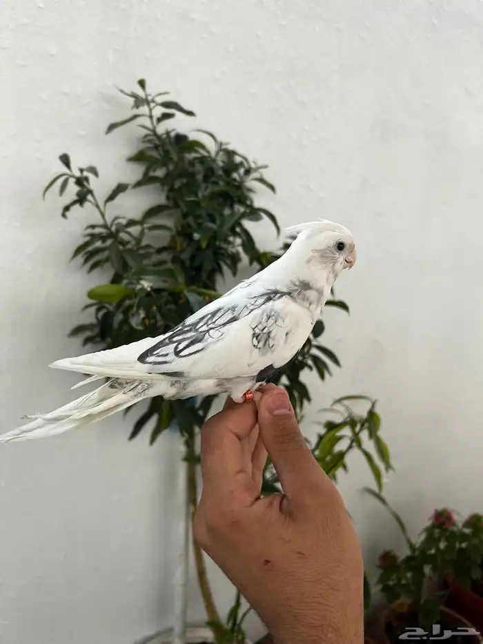 ذكر كروان هاف بايد فراشة اليف 1