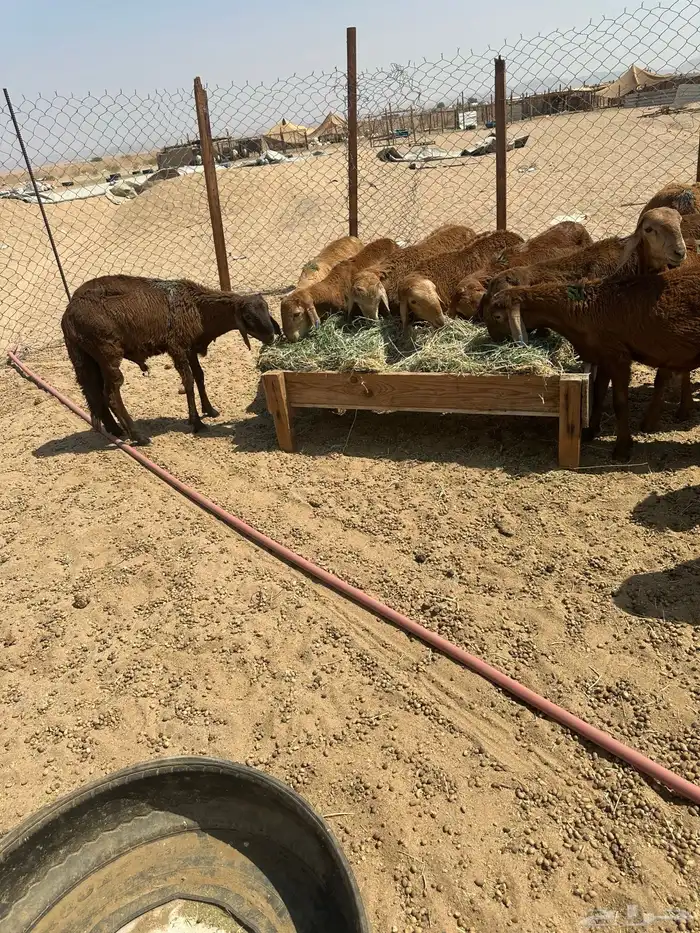 طليان سواكني حمري 7