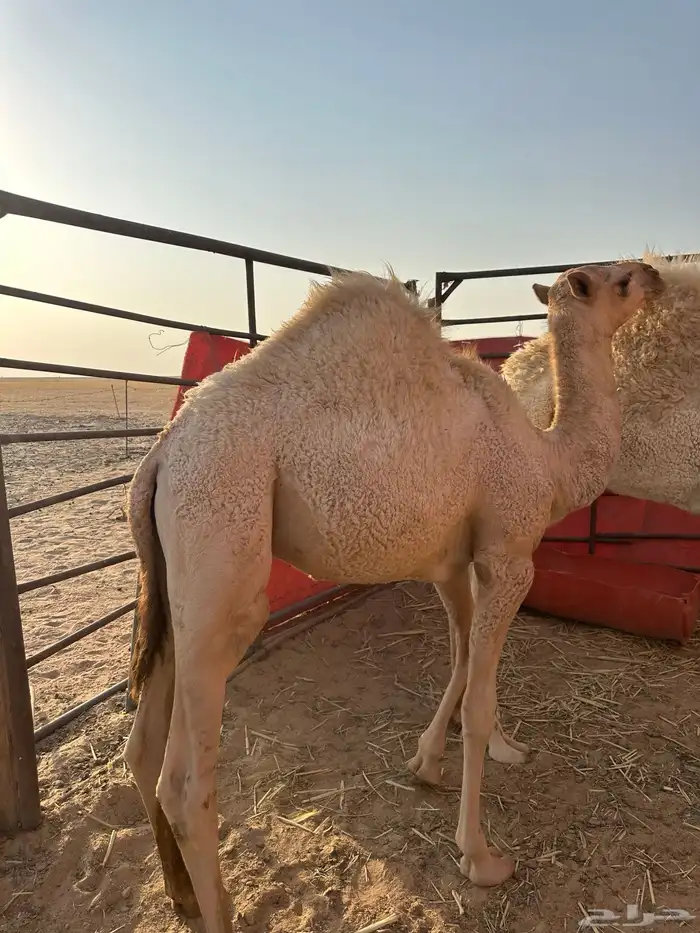 للبيع الحشو 1
