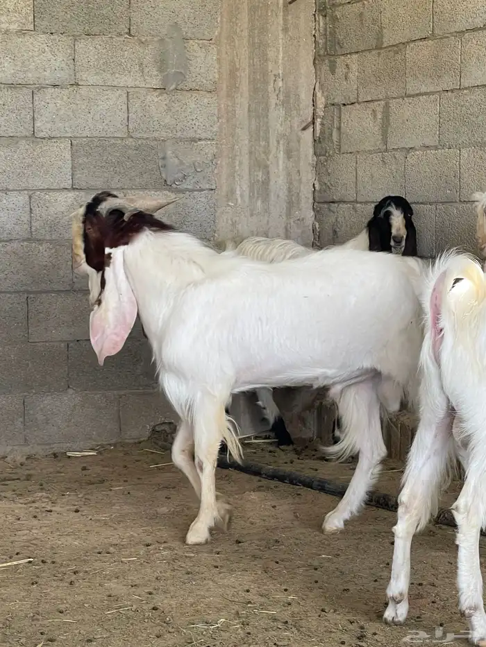 فحل تيس 5