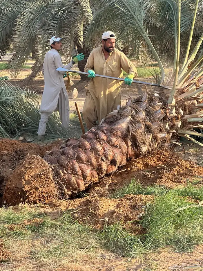 نخل للبيع توريد جميع المقاسات 0