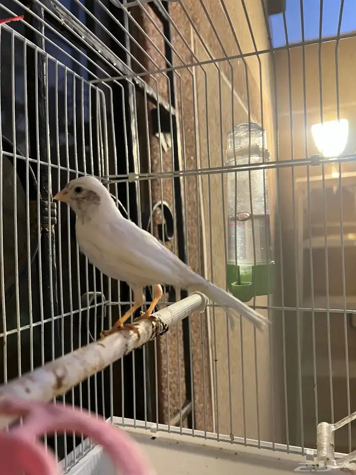 ذكر كناري ابيض 0